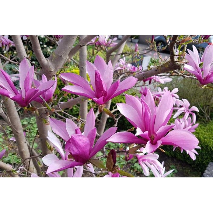Magnolia 'Susan' - 110/130cm
