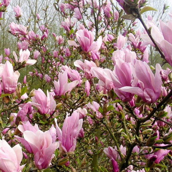 Magnolia 'George Henry Kern'-  110/130cm