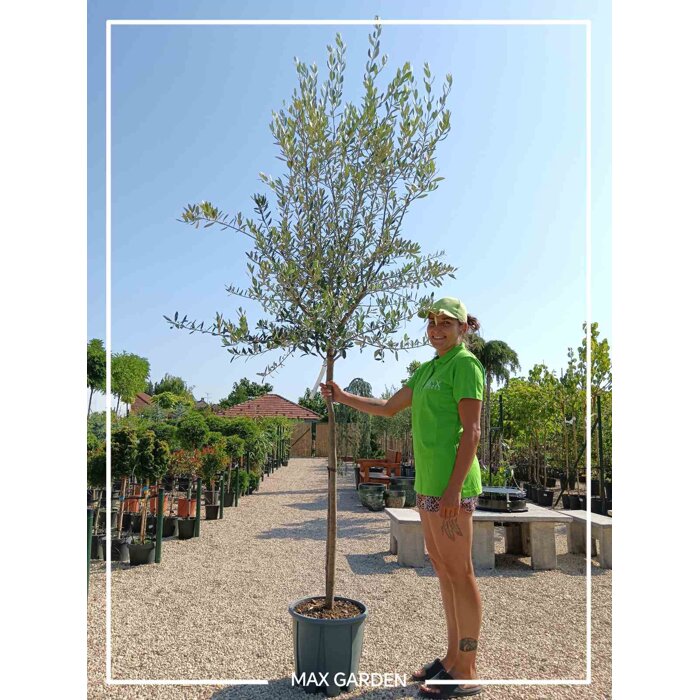 Olivovník európsky - Olea europaea - na 110/130cm kmeni