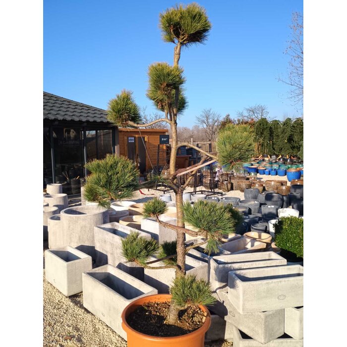 Borovica hladká  - Pinus strobus ´Radiata´ BONSAI -180/200cm