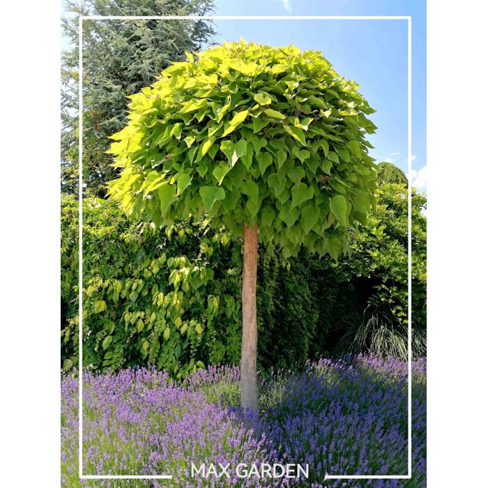 Katalpa trubačovitá ´Nana´ | Catalpa bignonioides | Guľovitý stromček na kmeni