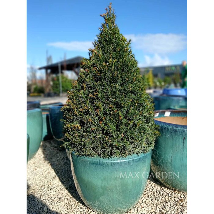 Tis prostredný - Taxus media 'Groenland' - 80/100cm - kuželovy tvar