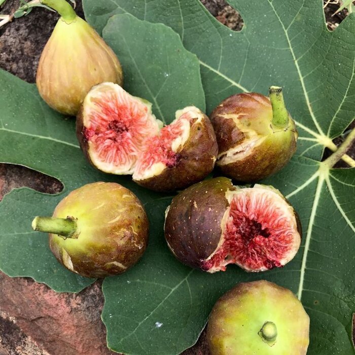 Figovník - Ficus carica ´Botanikus Kert´ - 30/40cm