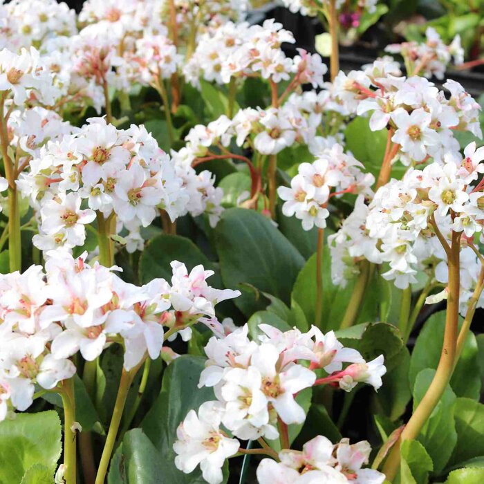 Bergenia 'Bressingham White'