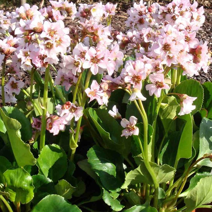 Bergenia cordifolia ´Harzkristall´