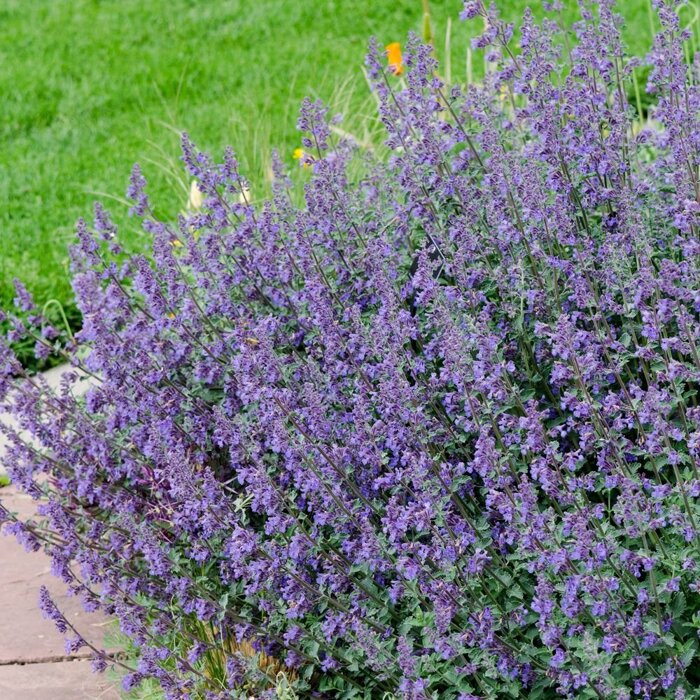 Nepeta faassenii 'Senior´
