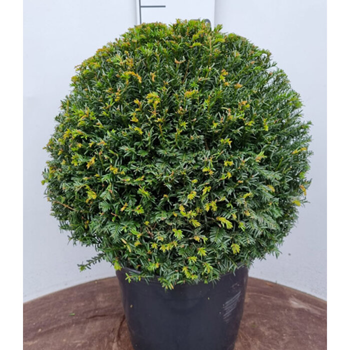 Tis oby?ajný - Taxus baccata - tvar gu?a 30/40cm - kore?ový bal