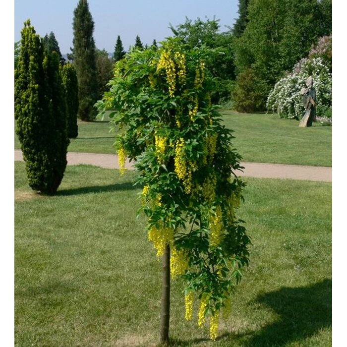 Štedrec - Laburnum alpinum 'Pendulum' - na 100/110cm kmeni