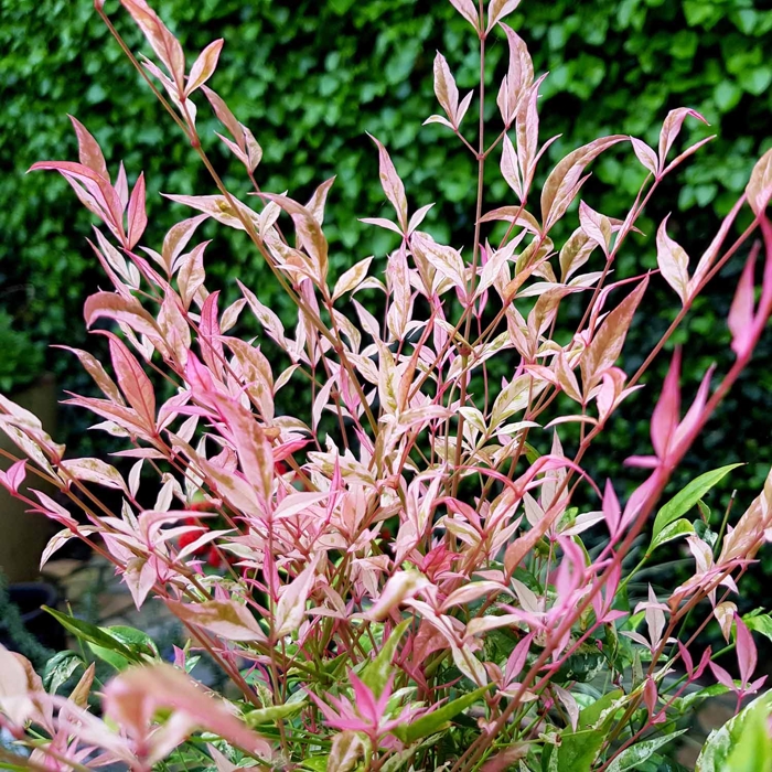 Bambus nebeský - Nandina domestica ´Twilight´ - 25/30cm
