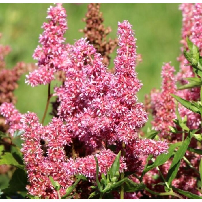 Astilba - Astilbe japonica ´Bonn´