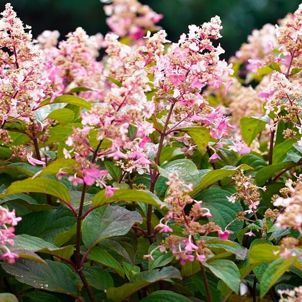 Hortenzia metlinatá - Hydrangea paniculata 'Candlelight'