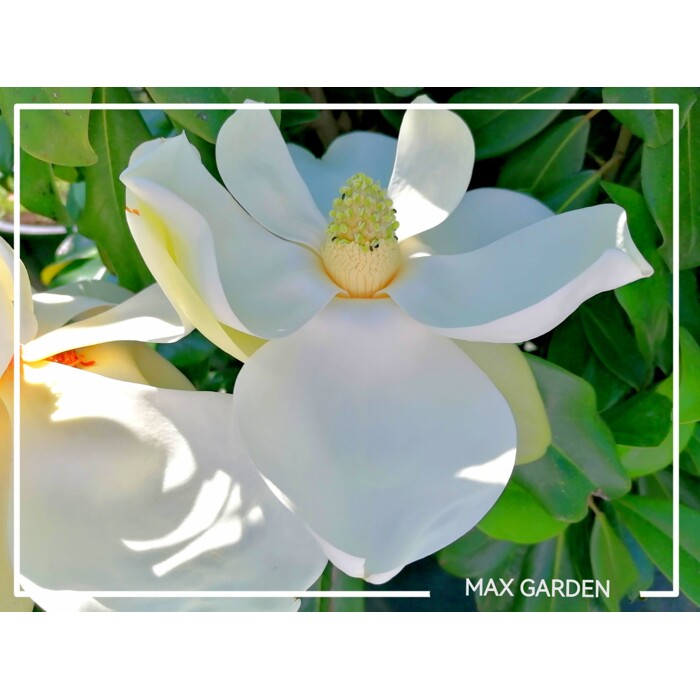 Magnólia ve?kokvetá - Magnolia grandiflora ´Galissoniere´ - 110/120cm