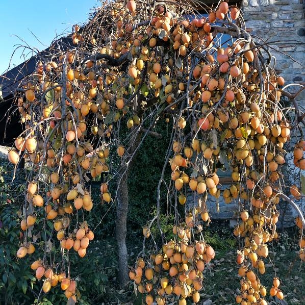 Ebenovník raj?iakový - Diospyros kaki - Hurmi Kaki ´Pendula´-200/240cm