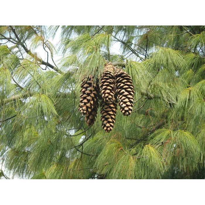 Pinus strobus ´Wallichiana´ - Borovica Himalajská  -100/125cm
