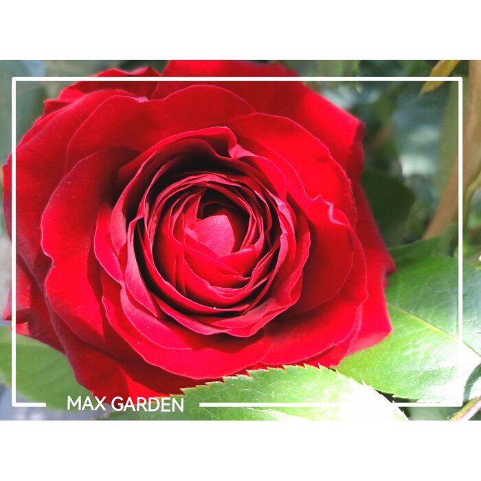 Ruža popínavá -vo?avá - Rosa ´EDITH PIAF ®´ - kuželový tvar - 100/110cm