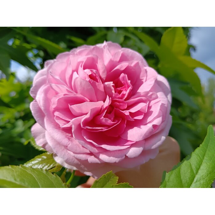 Ruža popínavá -vo?avá - Rosa ‘Gertrude Jekyll’  - na špalieri 120x120cm