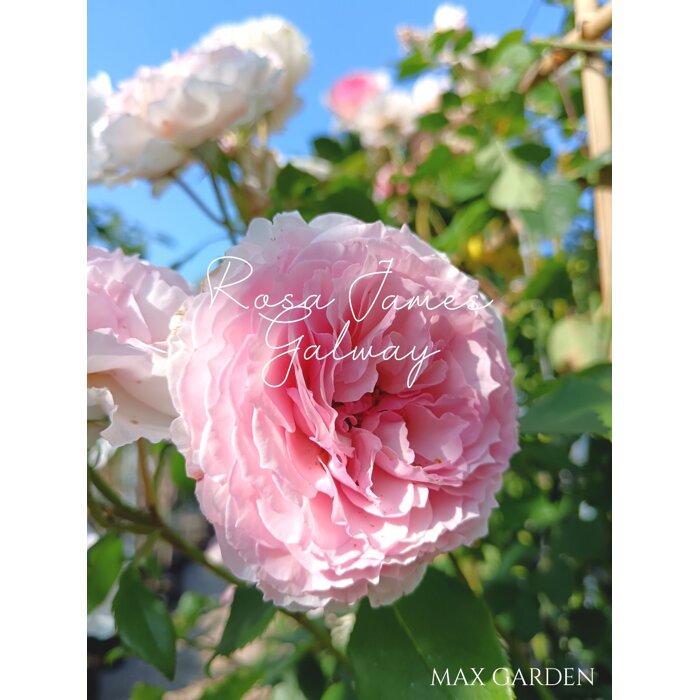 Ruža popínavá -vo?avá - Rosa ´James Galway´ - kuželový tvar - 90/110cm