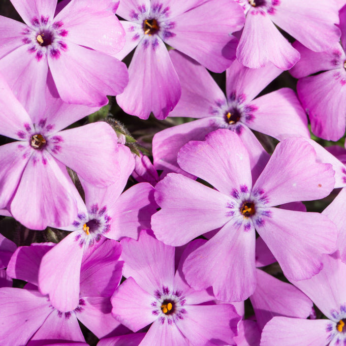 Flox šidlolistý - Phlox subulata ´Fabulous Rose´