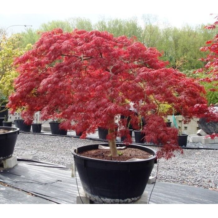 Javor dla?olistý  - Acer palmatum 'Inaba Shidare' - na 60cm kmienku