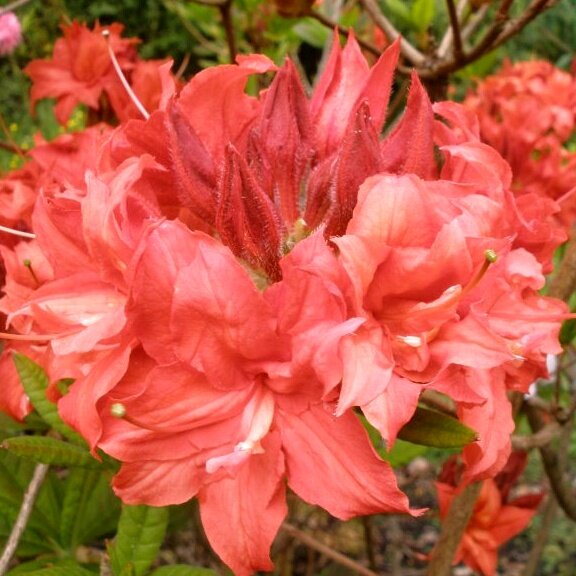 Azalka ve?kokvetá - Azalea Knaphill ´Fanal´ - 30/40cm