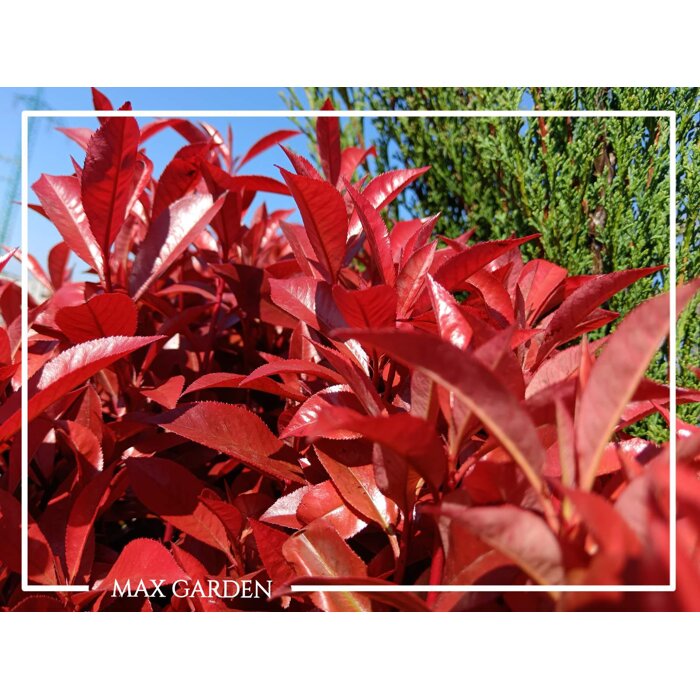 ?ervienka  - Photinia fraseri ´Carre Rouge´ - KUŽELOVÝ TVAR - 180/200cm