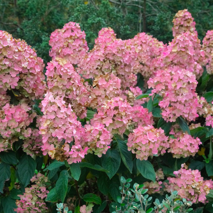 Hortenzia metlinatá - Hydrangea paniculata 'Pink Diamond'