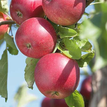 Jablo? - Malus domestica 'Jonathan'  - jesenná