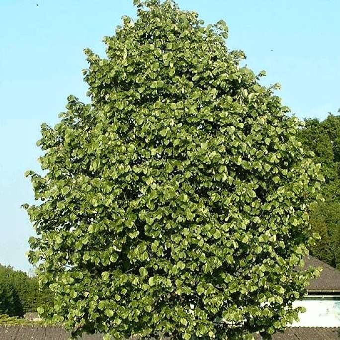 Lipa strieborná - Tilia argentea (tomentosa) 'Szeleste' - 200/250cm