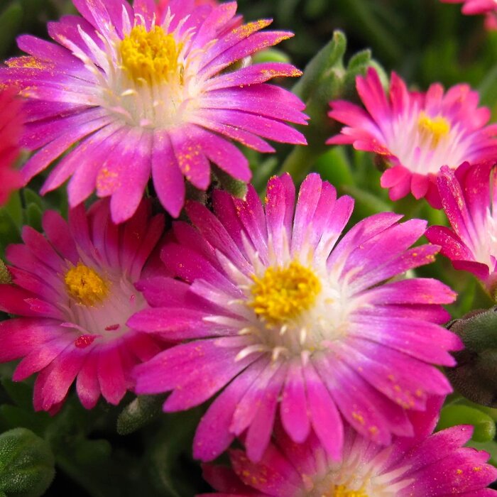 Delosperma ´Jewel of Desert Amethyst´