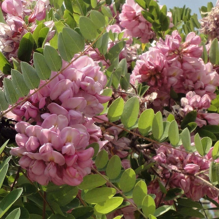 Robinia hispida rosea - na 150cm kmeni
