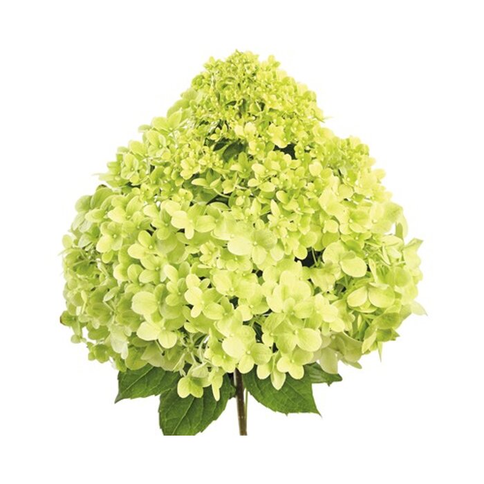 Hydrangea paniculata 'Pandora'