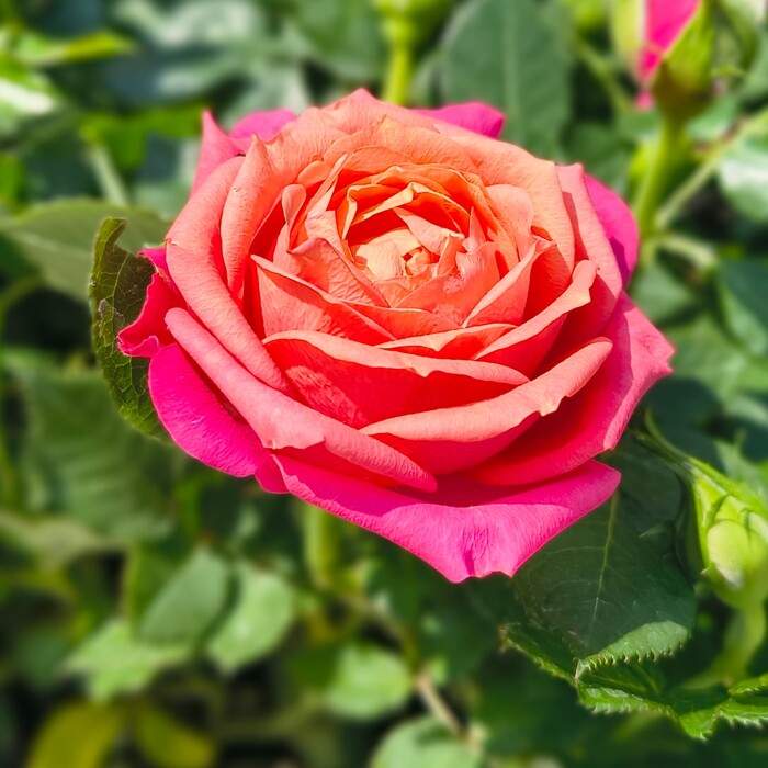 Rosa Kordana