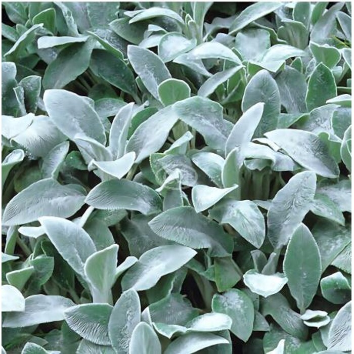 Stachys  byzantina - zajačie uško - 'Silver Carpet'