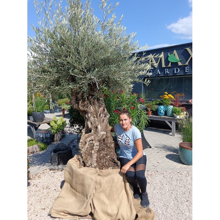 Olivovník európsky na starom kmeni – exkluzívny strom do záhrady | Maxgarden