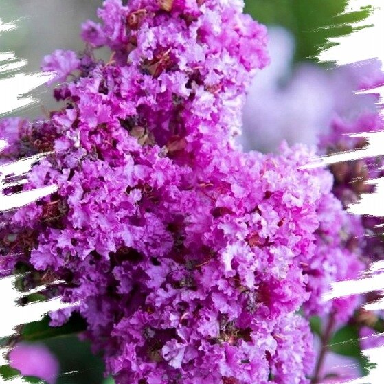 Myrta krepová ker  Lagerstroemia indica  Kvitnúci okrasný ker  maxgarden.sk