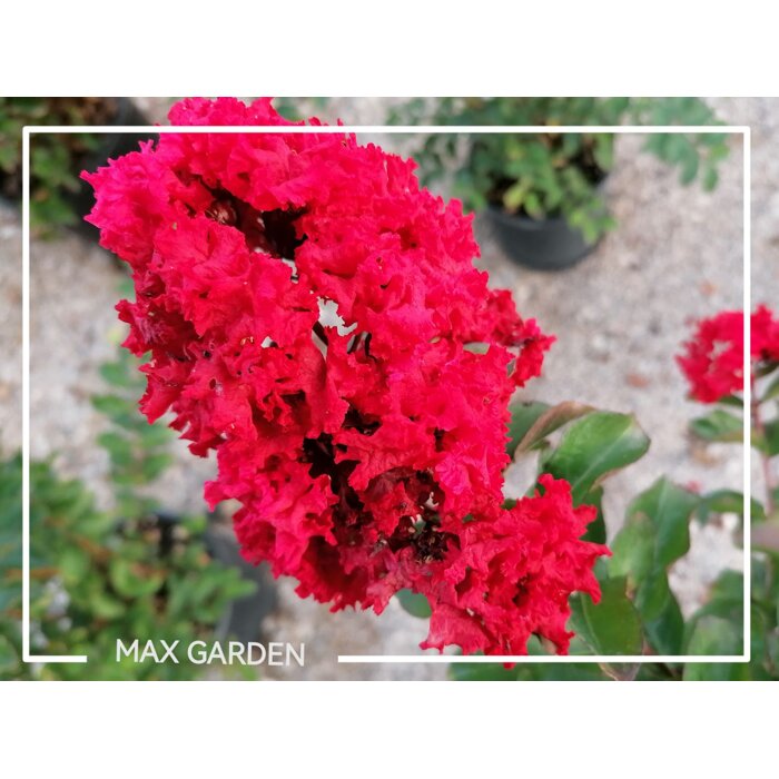 Myrta krepová ker  Lagerstroemia indica  Kvitnúci okrasný ker  maxgarden.sk