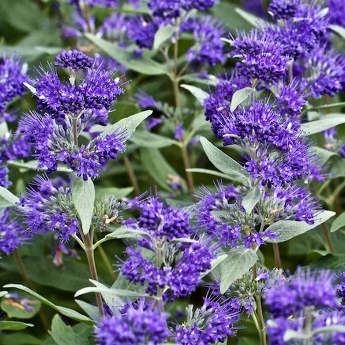 Caryopteris × clandonensis ‘Dark Knight’ – modro kvitnúci ker do záhrady