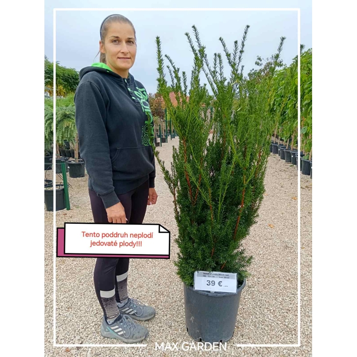 Tis prostredný - Taxus x media ´Hillii´ -110/130cm (kore?ový bal)