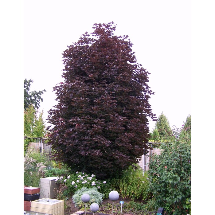 Javor mlie?ny - Acer platanoides ´Crimson Sentry´ - na 200cm kmeni, 10/12
