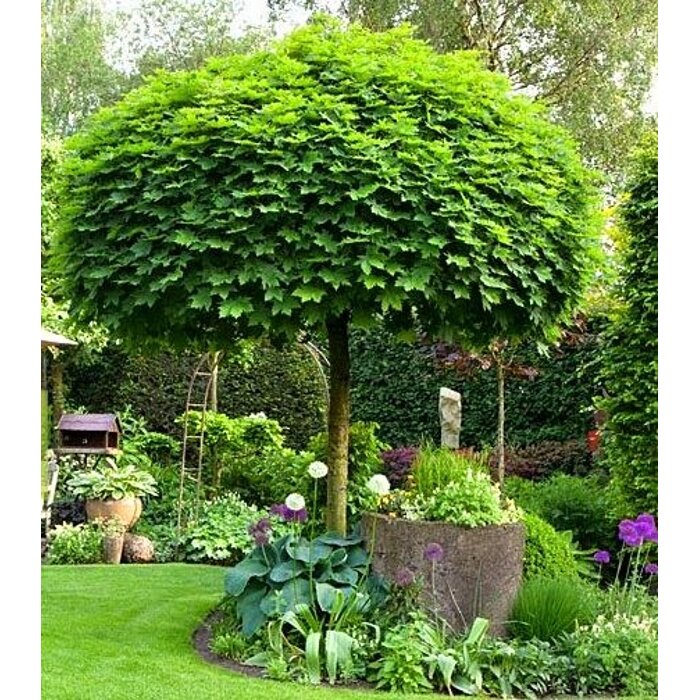 Javor ´Globosum´ | Acer platanoides | Guľovitá koruna | Okrasný strom