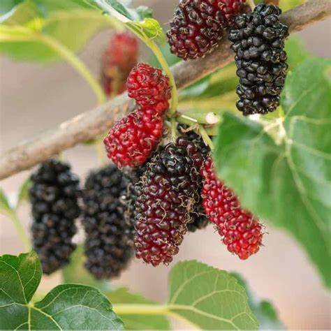 Moruša previsnutá - Morus alba ´Pendula´ - na 160cm kmeni, 8/12