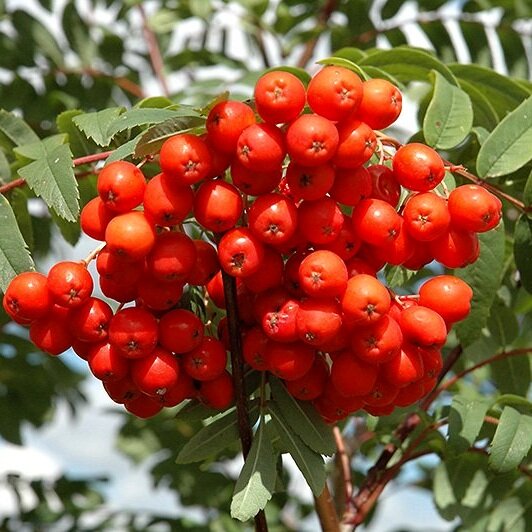 Sorbus aucuparia ´Cardinal Royal´ – jarabina vtáčia | Elegantný strom s bohatými plodmi