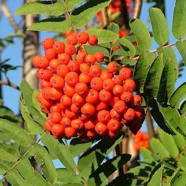 Sorbus aucuparia ´Wettra´ – jarabina vtáčia | Odolný strom s jedlými plodmi