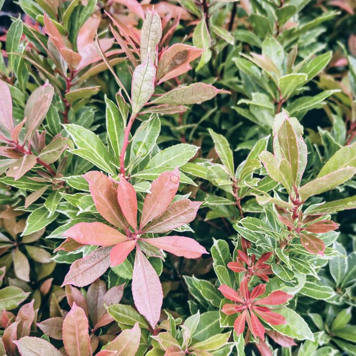 Pieris japonský ´Carnaval´ – vždyzelený ker | Pestré listy a kvitnutie