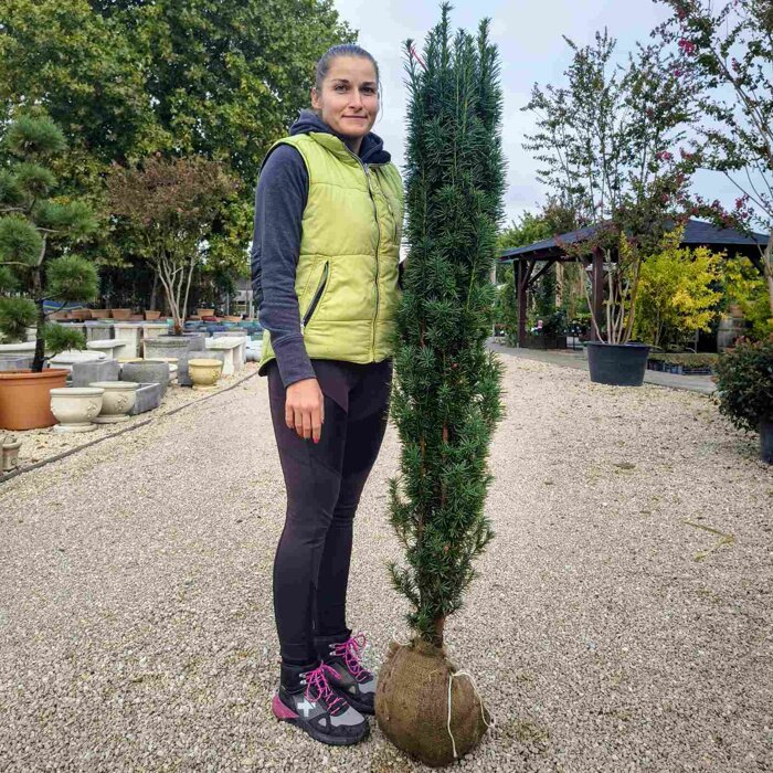 Taxus baccata ‘Fastigiata Robusta’ – stĺpovitý tis s koreňovým balom