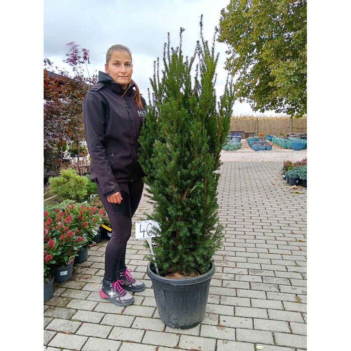 Tis prostredný - Taxus x media ´Hillii´ -110/130cm (kore?ový bal)