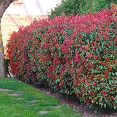 Červienka, Fotínia - Photinia fraseri ´Red Robin´ Co3L 40/60