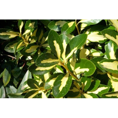 Bršlen japonský 'Luna'  - Euonymus japonicus 'Luna'  Ve?kos?: 20-30 ,  K2,5