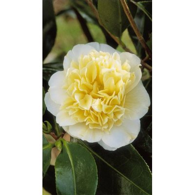Kamélia Japonská  - Camellia japonica 'Brushfield' s Yellow  K2,5