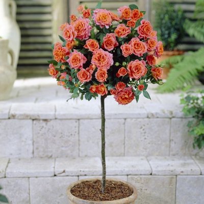 Ruža na kmienku - Rosa Topolina - oranžová KM40